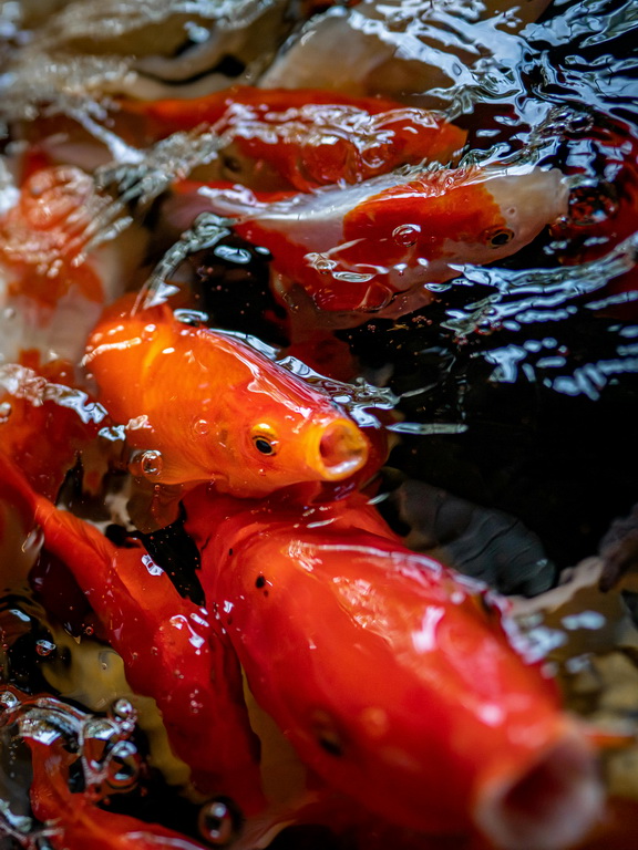 Karpie koi na sprzedaż: Na co zwrócić uwagę przed zakupem do swojego oczka wodnego?